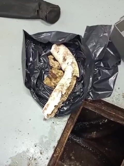 Bloco de gordura e resíduos retirado de uma caixa de visita, num saco preto ao lado da caixa aberta